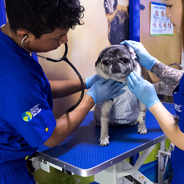 Cuidados intensivos veterinarios